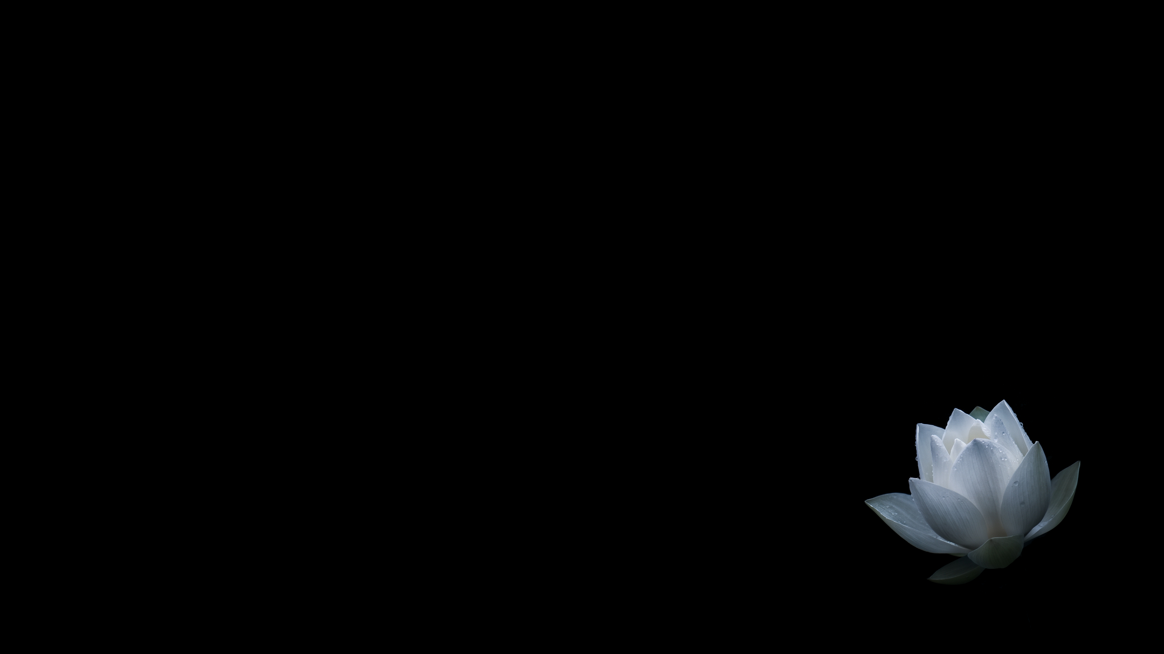 White Lotus Illuminated By Moonlight